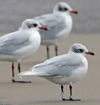 3 adult Mediterranean Gulls, including red ringed 731