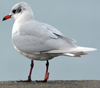 3 adult Mediterranean Gulls, including red ringed 731