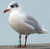 3 adult Mediterranean Gulls, including red ringed 731