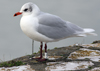 3 adult Mediterranean Gulls, including red ringed 731