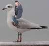 3 adult Mediterranean Gulls, including red ringed 731
