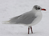 3 adult Mediterranean Gulls, including red ringed 731