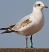 3 adult Mediterranean Gulls, including red ringed 731