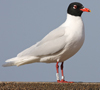 3 adult Mediterranean Gulls, including red ringed 731