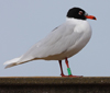 3 adult Mediterranean Gulls, including red ringed 731
