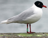 3 adult Mediterranean Gulls, including red ringed 731