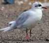 3 adult Mediterranean Gulls, including red ringed 731