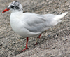 3 adult Mediterranean Gulls, including red ringed 731
