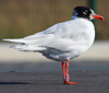 3 adult Mediterranean Gulls, including red ringed 731