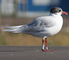 3 adult Mediterranean Gulls, including red ringed 731