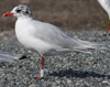 3 adult Mediterranean Gulls, including red ringed 731
