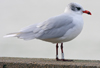 3 adult Mediterranean Gulls, including red ringed 731