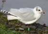 3 adult Mediterranean Gulls, including red ringed 731