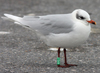 adult Mediterranean Gull green 219, in February. (63513 bytes)