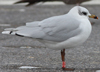 3 adult Mediterranean Gulls, including red ringed 731