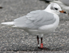3 adult Mediterranean Gulls, including red ringed 731