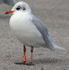 3 adult Mediterranean Gulls, including red ringed 731