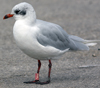 3 adult Mediterranean Gulls, including red ringed 731