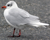 3 adult Mediterranean Gulls, including red ringed 731