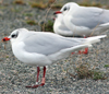 3 adult Mediterranean Gulls, including red ringed 731