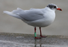 3 adult Mediterranean Gulls, including red ringed 731