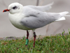 3 adult Mediterranean Gulls, including red ringed 731