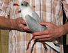 adult Mediterranean Gull green 219, in February. (63513 bytes)