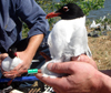 3 adult Mediterranean Gulls, including red ringed 731