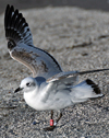 3 adult Mediterranean Gulls, including red ringed 731