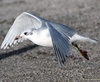 3 adult Mediterranean Gulls, including red ringed 731