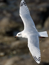 3 adult Mediterranean Gulls, including red ringed 731
