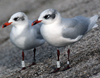 3 adult Mediterranean Gulls, including red ringed 731