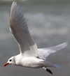 3 adult Mediterranean Gulls, including red ringed 731