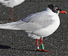 adult Mediterranean Gull ringed green 78U