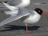 adult Mediterranean Gull ringed green 78U