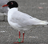adult Mediterranean Gull ringed green 78U