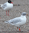 3 adult Mediterranean Gulls, including red ringed 731