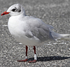 3 adult Mediterranean Gulls, including red ringed 731