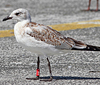 3 adult Mediterranean Gulls, including red ringed 731