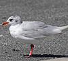 3 adult Mediterranean Gulls, including red ringed 731