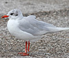 3 adult Mediterranean Gulls, including red ringed 731