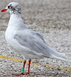 3 adult Mediterranean Gulls, including red ringed 731