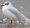 3 adult Mediterranean Gulls, including red ringed 731