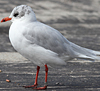 3 adult Mediterranean Gulls, including red ringed 731