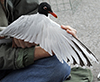 3cy Mediterranean Gull in August, green E52. (91304 bytes)
