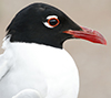 3cy Mediterranean Gull in August, green E52. (91304 bytes)