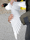3cy Mediterranean Gull in August, green E52. (91304 bytes)