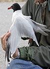 3cy Mediterranean Gull in August, green E52. (91304 bytes)