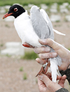 3cy Mediterranean Gull in August, green E52. (91304 bytes)