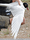 3cy Mediterranean Gull in August, green E52. (91304 bytes)